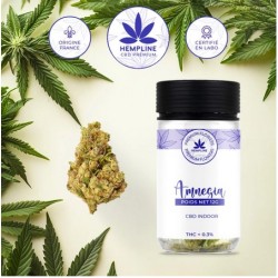 Amnésia CBD Kwiat (12g) - Hempline